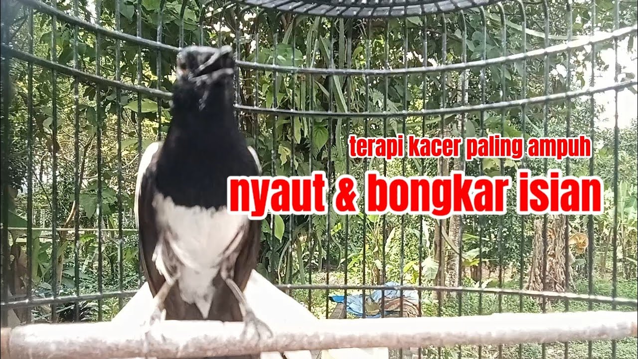 Kacer gacor NGEPLONG ini ampuh untuk PANCINGAN KACER agar emosi