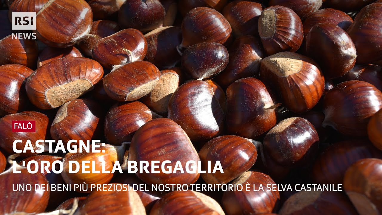 L'oro della Bregaglia | Falò | RSI Info