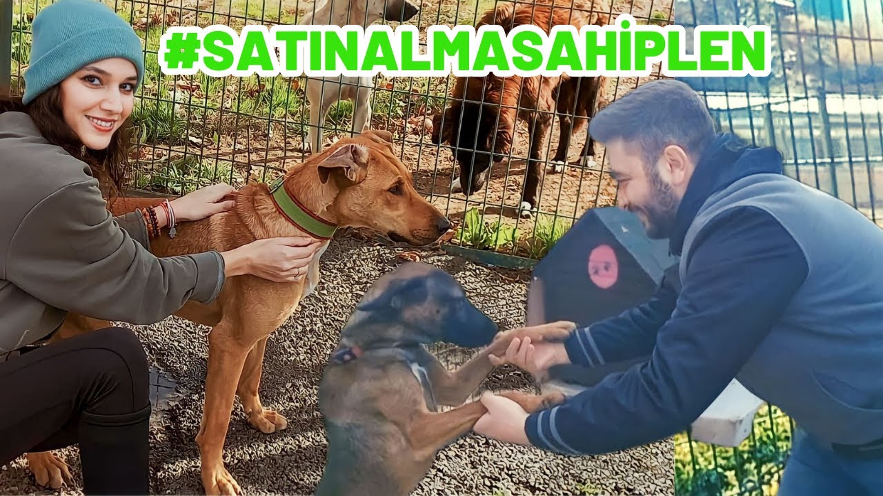 Hayvan Barınağını Ziyaret Ettik ! Barınaktan Nasıl Köpek Sahiplenilir?