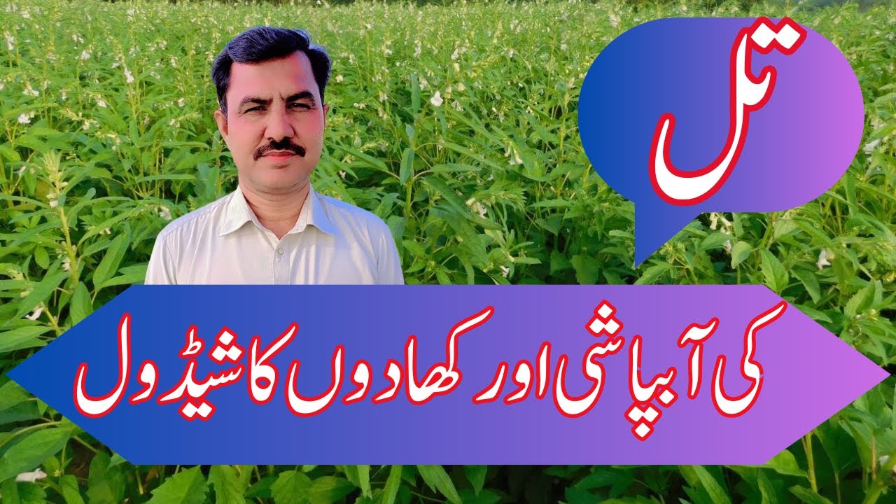 Sesame irrigation and fertilizer schedule |تل کی آبپاشی اور کھادوں کا شیڈول