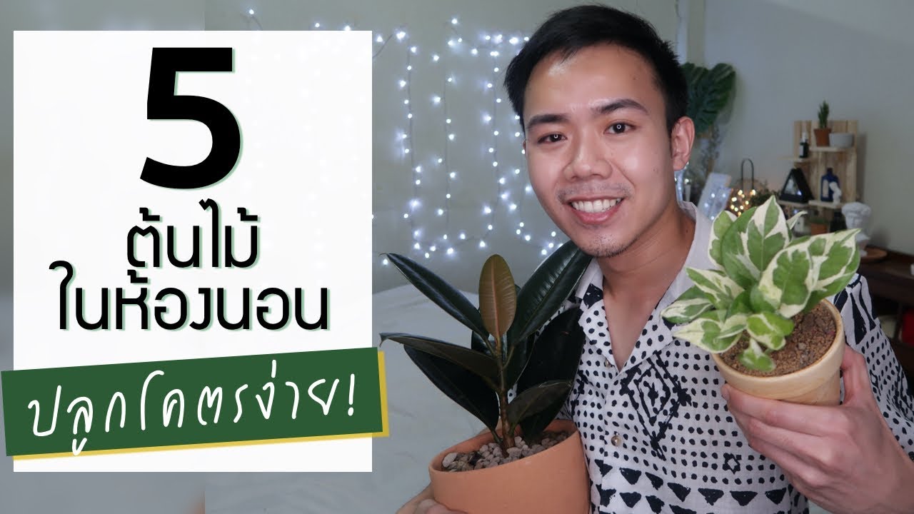 แนะนำต้นไม้ในห้องนอน 5 ชนิดที่เลี้ยงง่าย เหมาะกับมือใหม่ | Uncle Bank