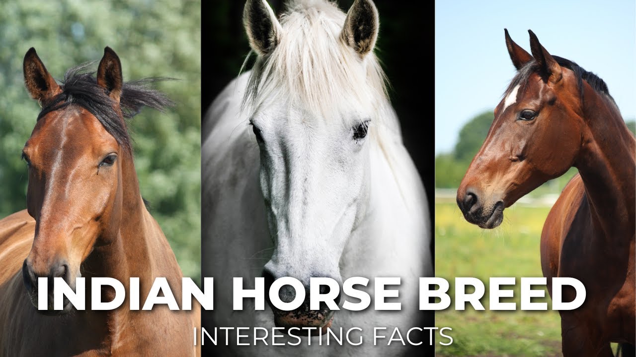 6 интересных фактов об индийских породах лошадей #secretanimals #horse