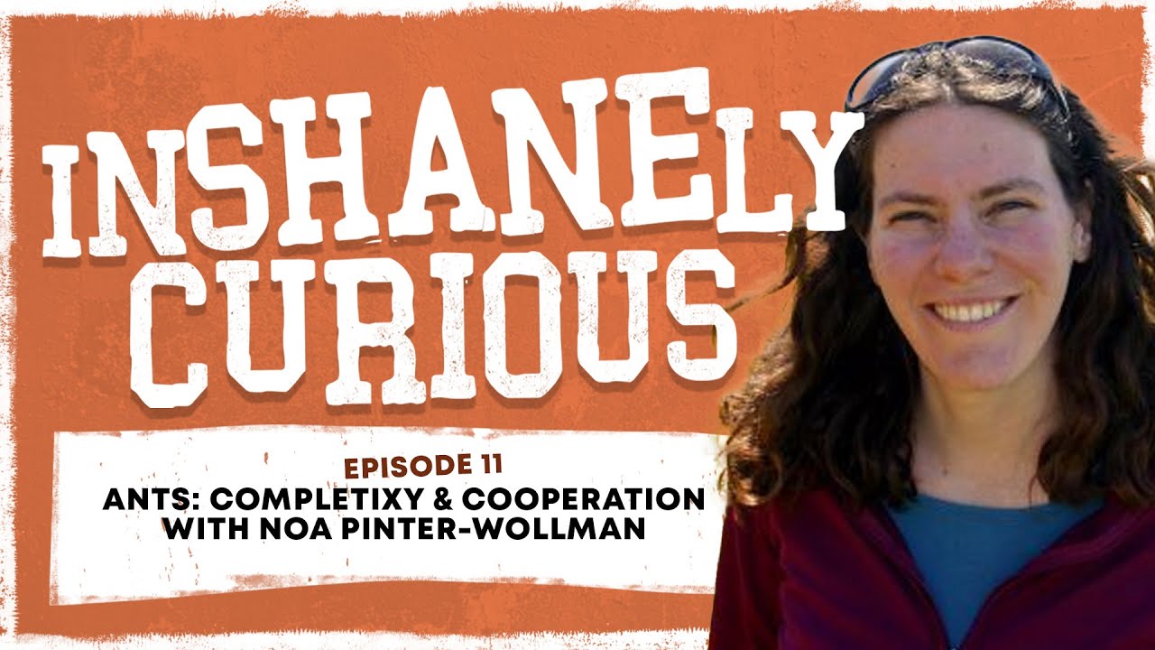 Ants: Complexity & Cooperation With Noa Pinter-Wollman
