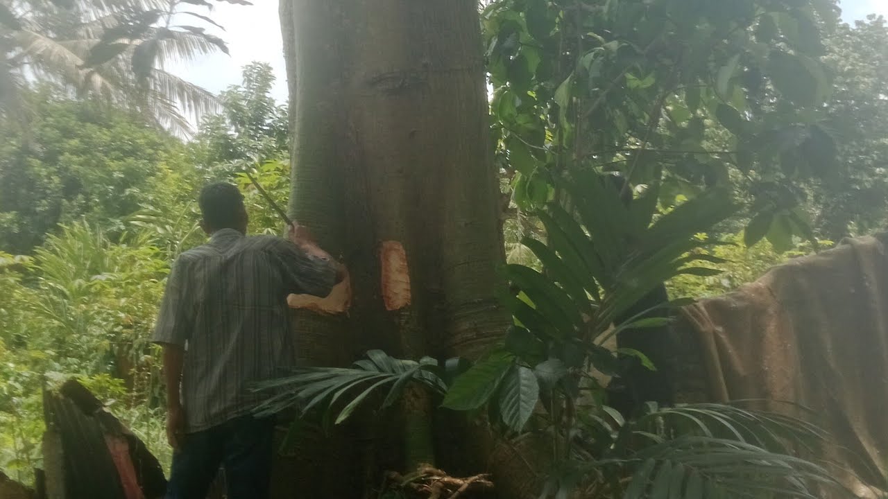 Dijual Pohon Kapok ( Randu) Lokasi Marindal2  Patumbak Deli Serdang - Ditebang 5 Maret 2026