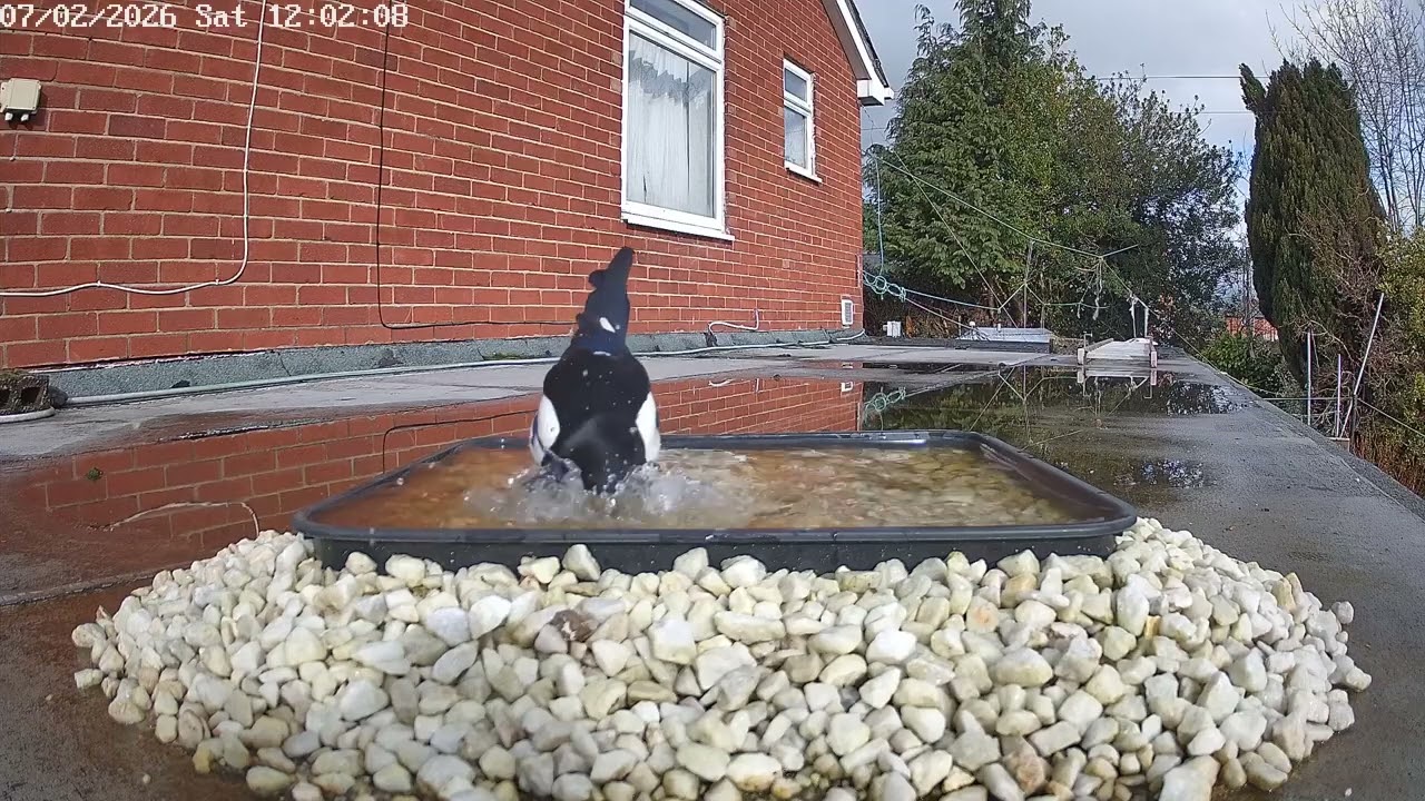 Magpies bathing, 7th February 2026