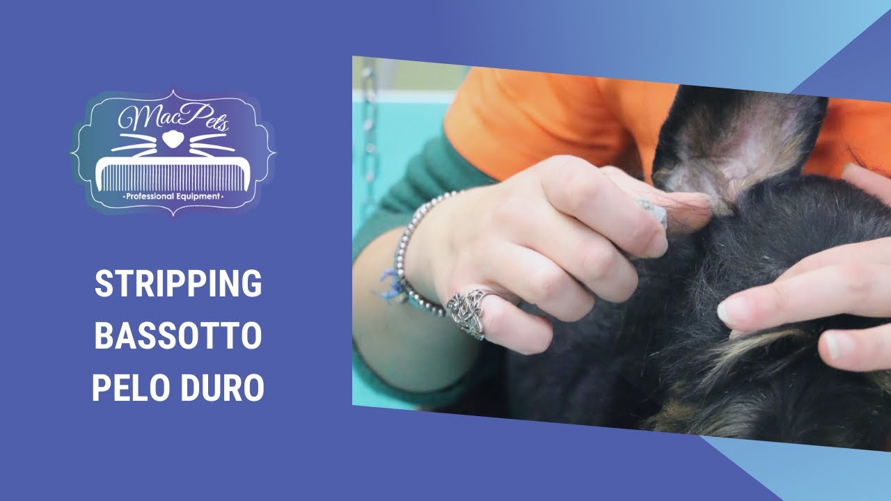Stripping Bassotto Pelo Duro SCUOLA DI TOELETTATURA PORTOGRUARO CENTRO DEL CANE E DEL GATTO