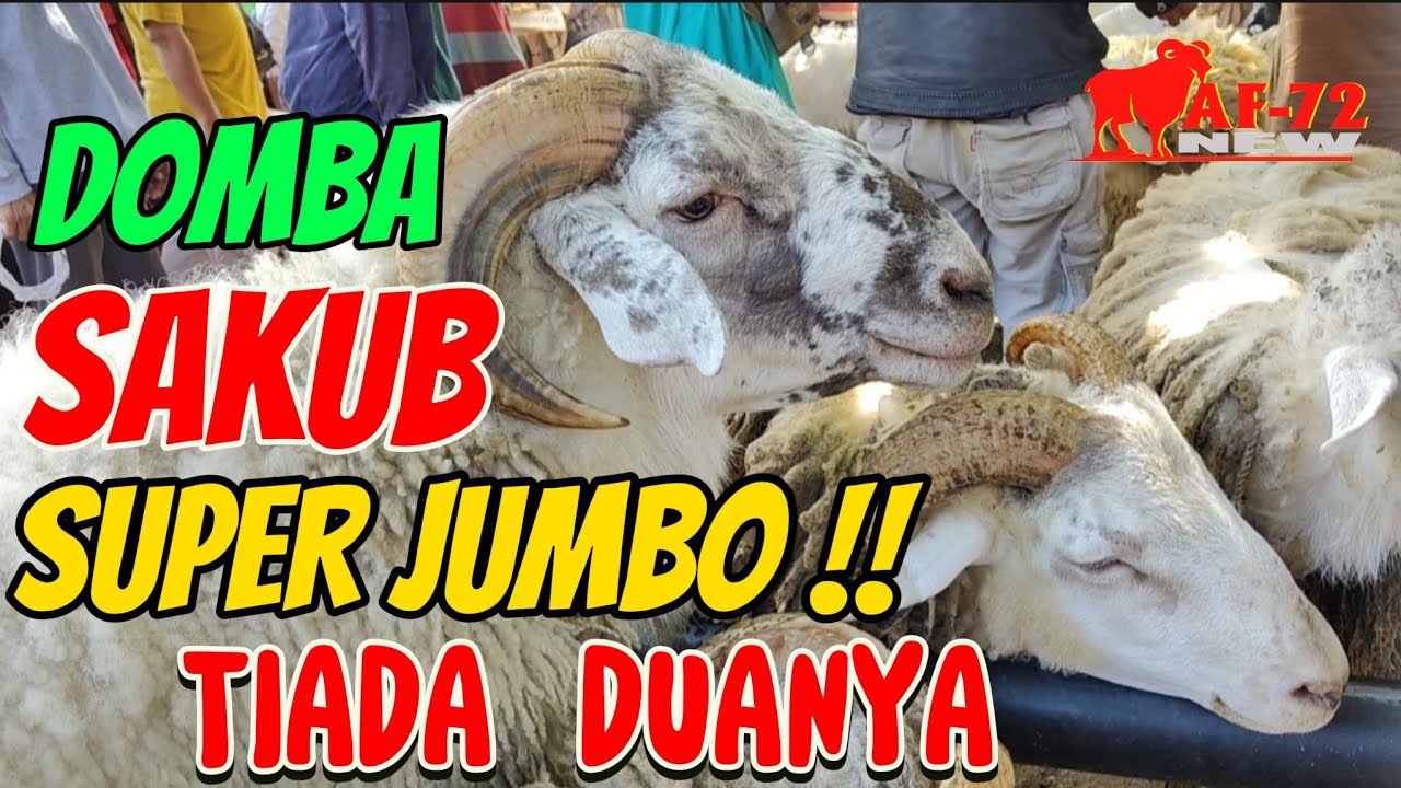 DOMBA SAKUB SUPER JUMBO‼️HARGA DOMBA QURBAN 2024 TERBARU HARI INI - PASAR WAGE BUMIAYU #af72new