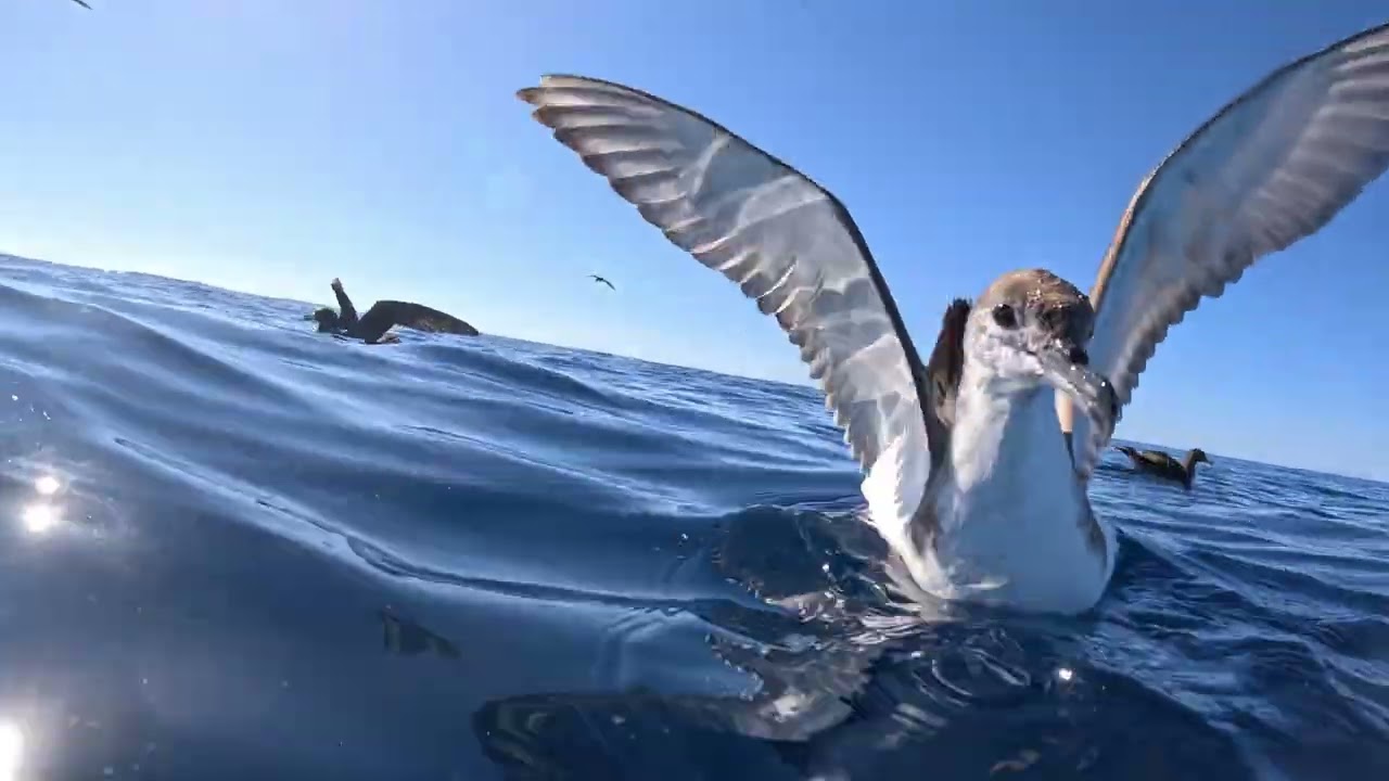 Poor Knights, Bryde's Whale out wide