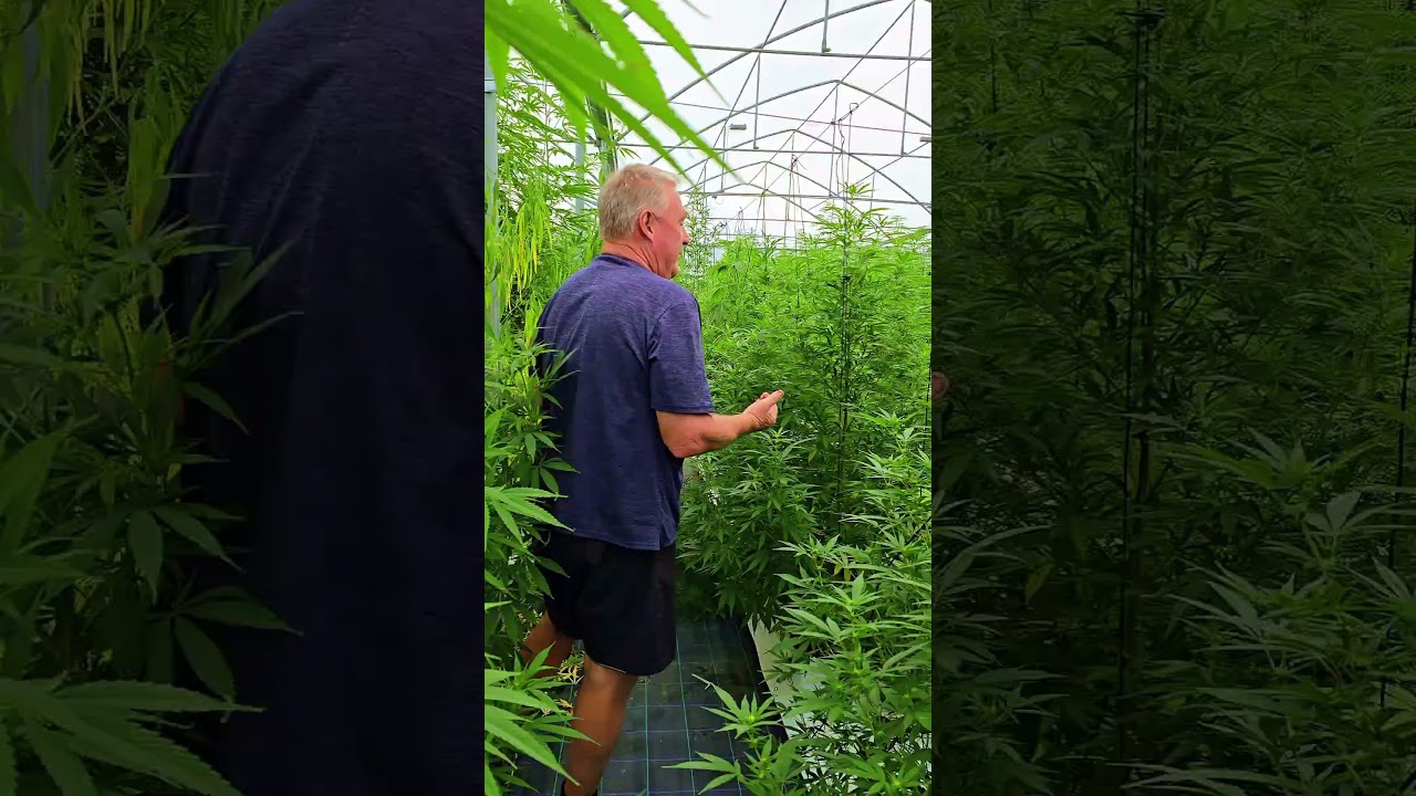 Green House Growing Hemp Cultivation in Australia 🇦🇺 #ionchangegsg #hemp #farmforfuture