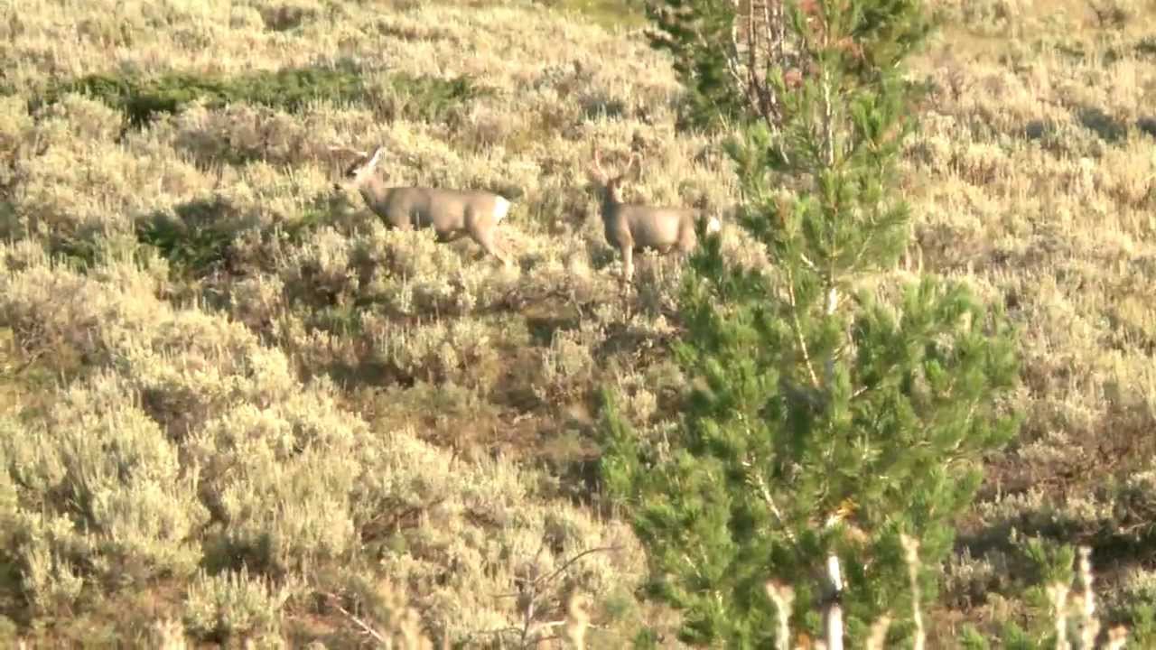 Episode 2- Wyoming Mule Deer Hunt - Triple MAG