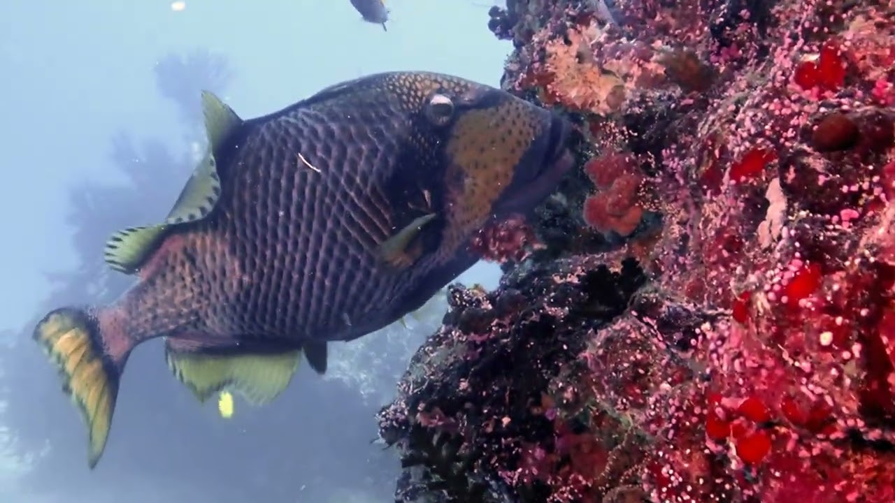 Taveuni Island, Fiji Dives, June 2025