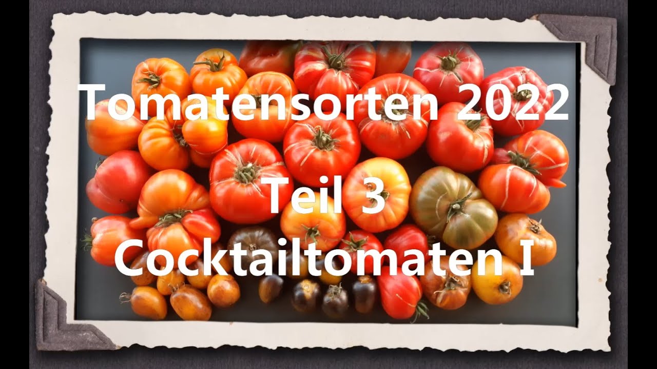Tomatensorten 2022 Teil 3 - Cocktailtomaten I