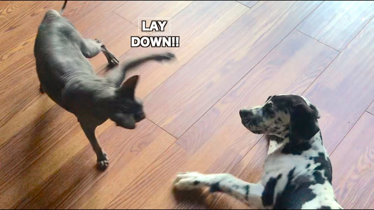 GREAT DANE PUPPY MEETS HAIRLESS CAT (HILARIOUS)