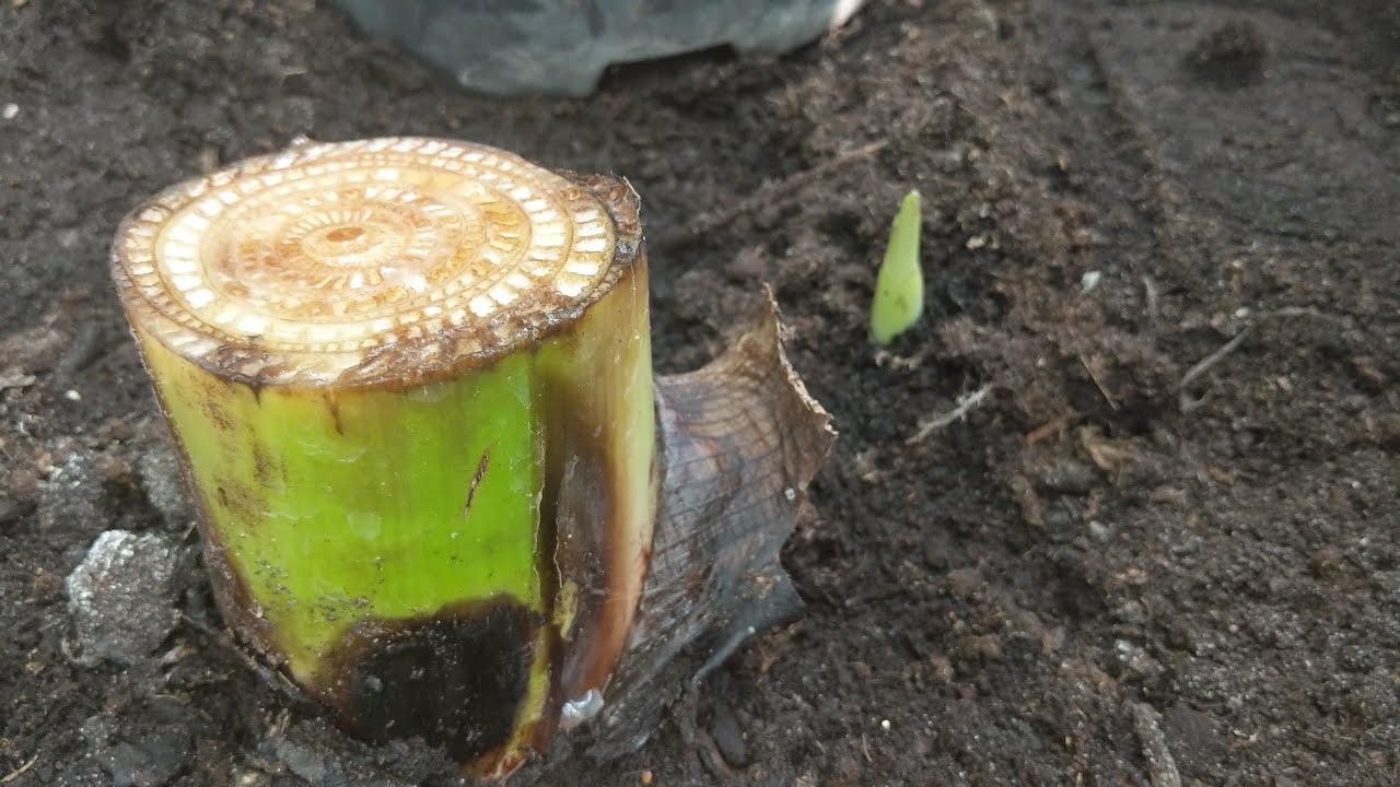 #1050-Bananowce: Musa Balbisiana, musa veinte cohol, musa sikkimensis red tiger.Wianecznik przed