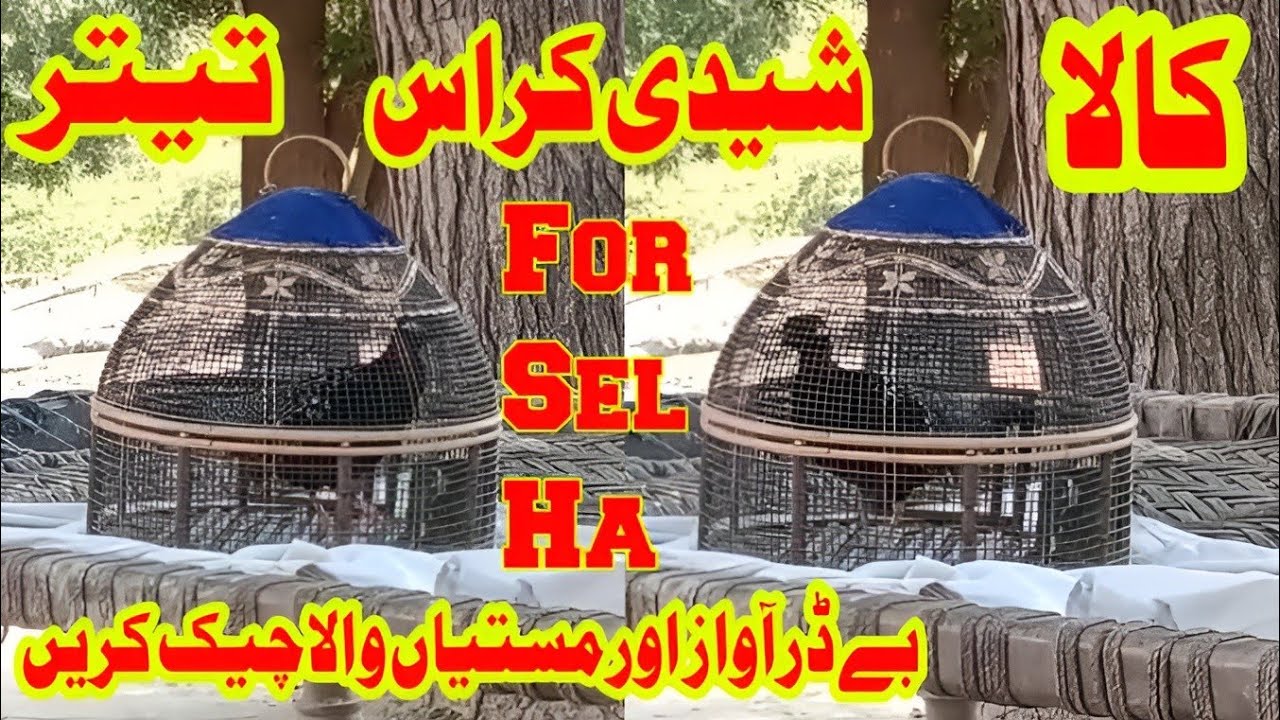 Black Partridge Shidi Cross For sale/Kala Teetar Shidi kras ki Awaaz or Mastya Chek Krnh