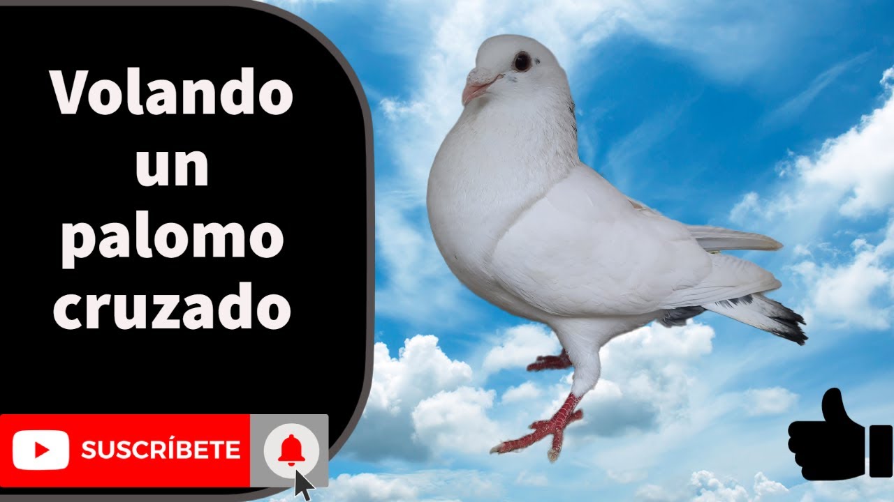 Volando un palomo cruzado