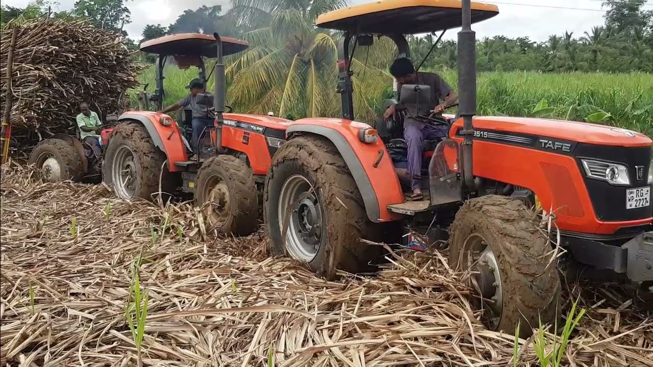 Massey Ferguson 240 tractor stuck in mud with a load of sugarcane, helping by Tafe 9515 and hmk102b