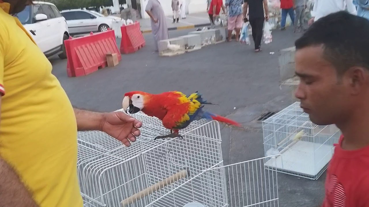 sharjah aseel murgha mandi enjoy