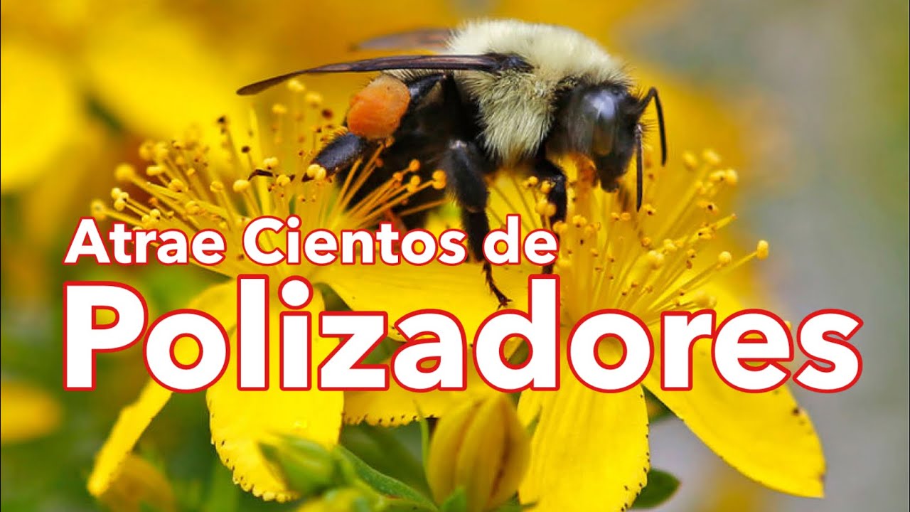 Cómo Atraer Polinizadores al Huerto