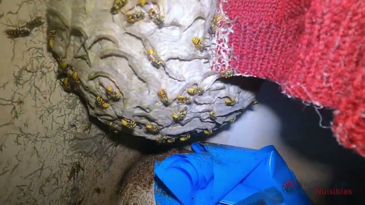 3 nids de guêpes sur 20m de long, dont une penderie à vêtement !
