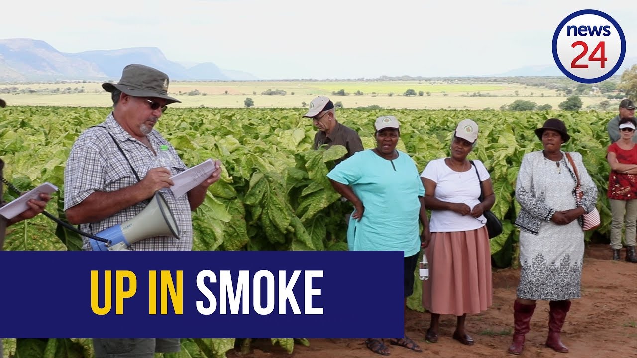 WATCH: 10 000 Tobacco farming jobs on the line due to illicit cigarettes