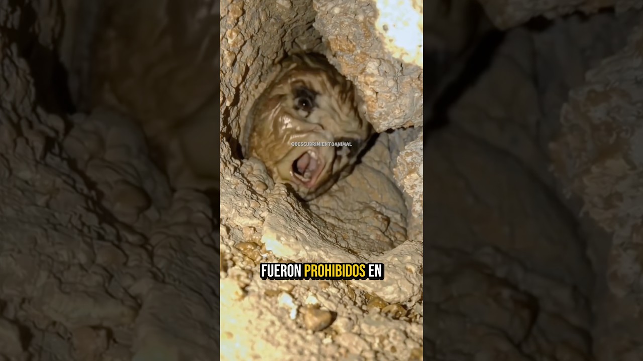10 animales que fueron prohibidos en diferentes pa&iacute;ses y por qu&eacute; #mundoanimal #wildlife