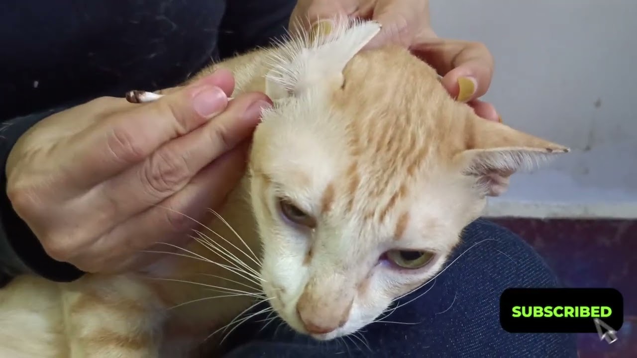 Oh My Cat Ears Need deep Clean | Meow Family 
