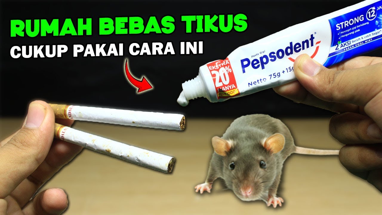 LUAR BIASA !! Cukup Pake ini Rumah BERSIH Dari TIKUS !!