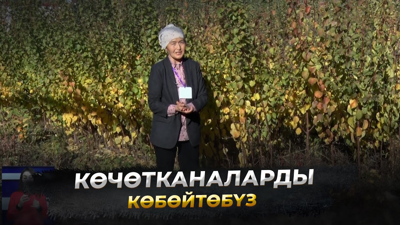 Көчөтканаларды питомник көбөйтөбү. 1-бөлүк //Айыл чарба