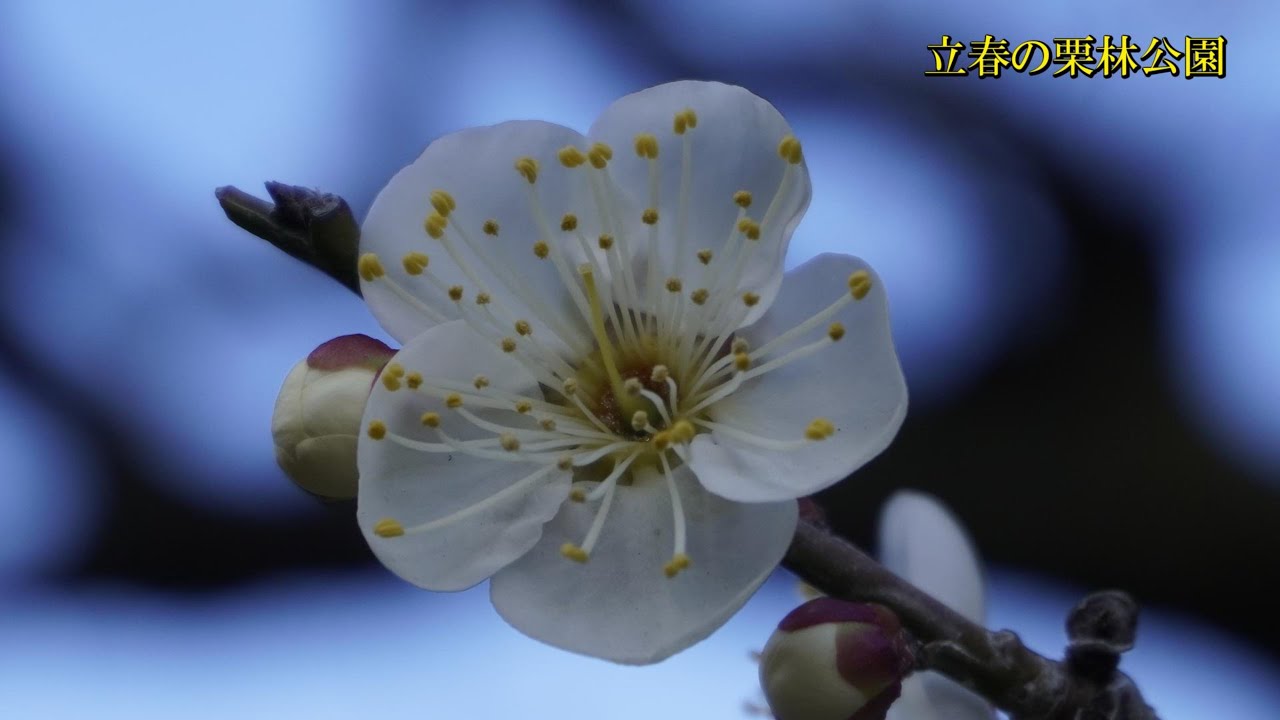 梅と松を満喫　　立春の栗林公園　香川県高松市