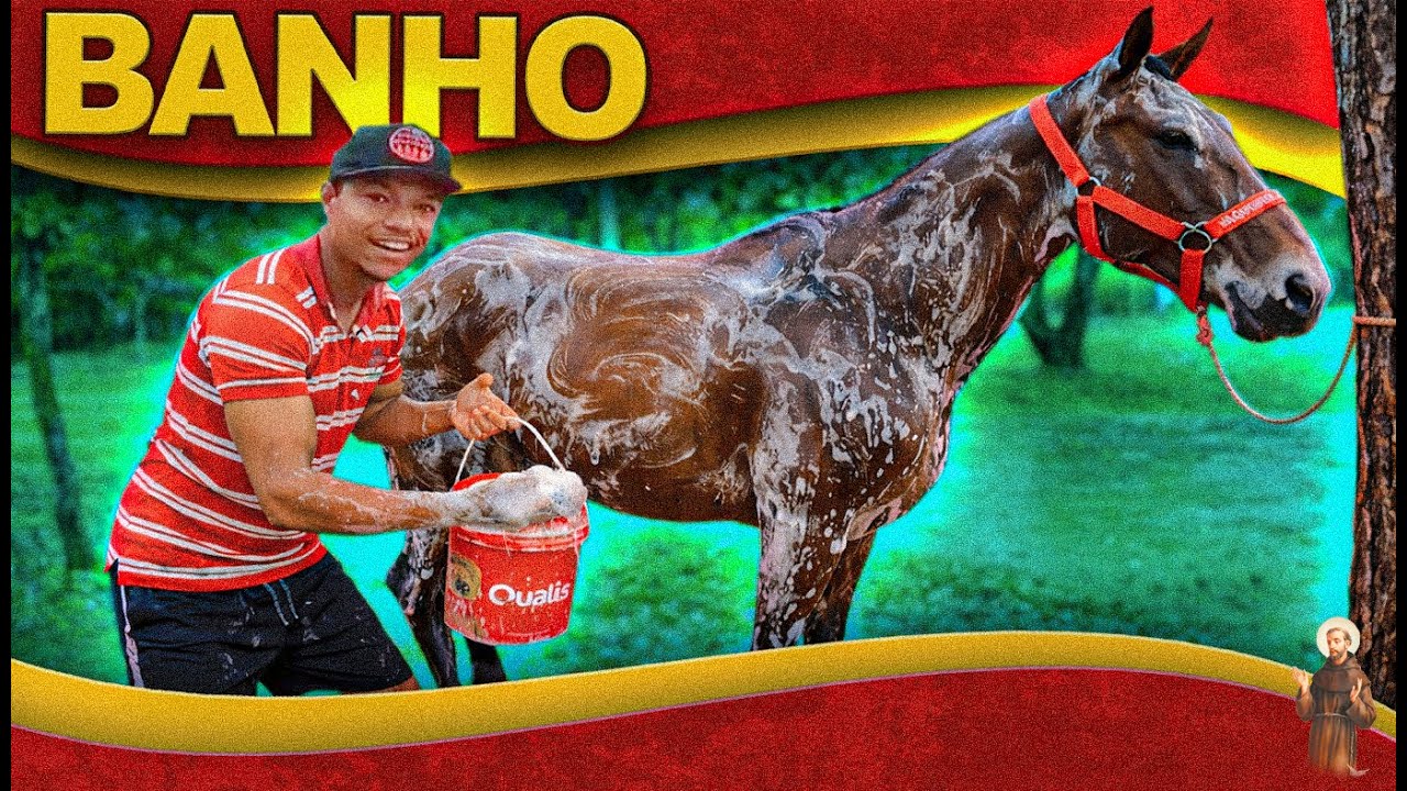 Banho nos cavalos