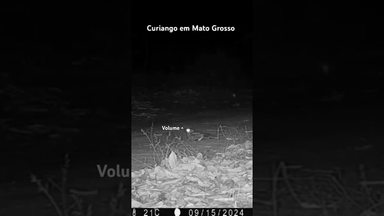 Curiango Cantando em Mato Grosso. Owl. #curiango #bacurau