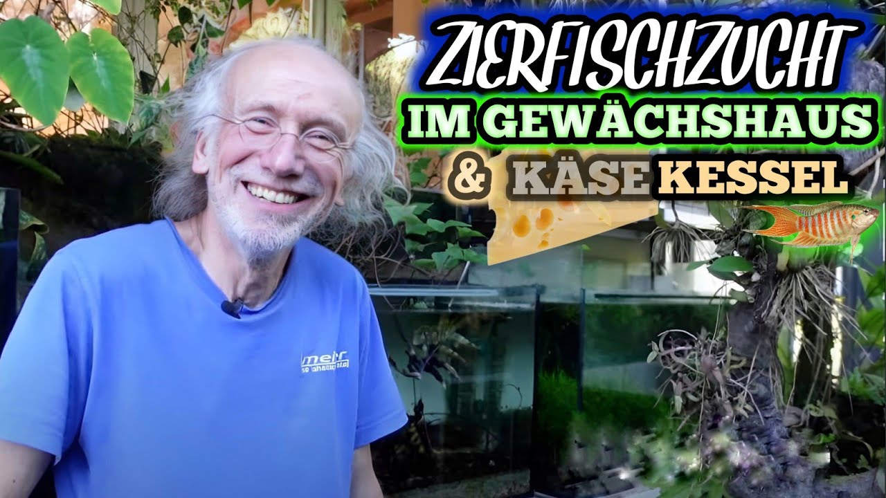 ZIERFISCHZUCHT in einem GEWÄCHSHAUS / Emmentaler KÄSEKESSEL