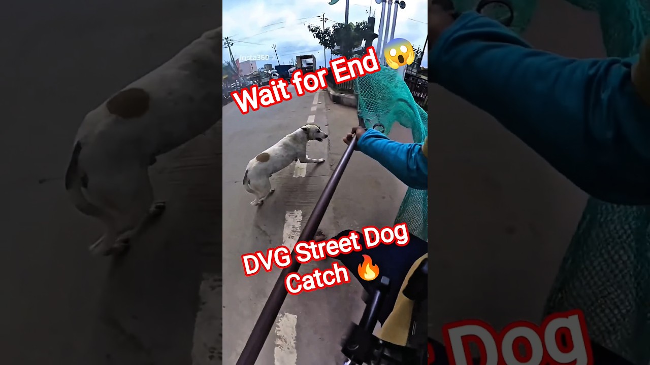 Goku Double Dog Catch #goku #dog #dogwithpublicsafety #ytviral #pets #dogshorts #shorts