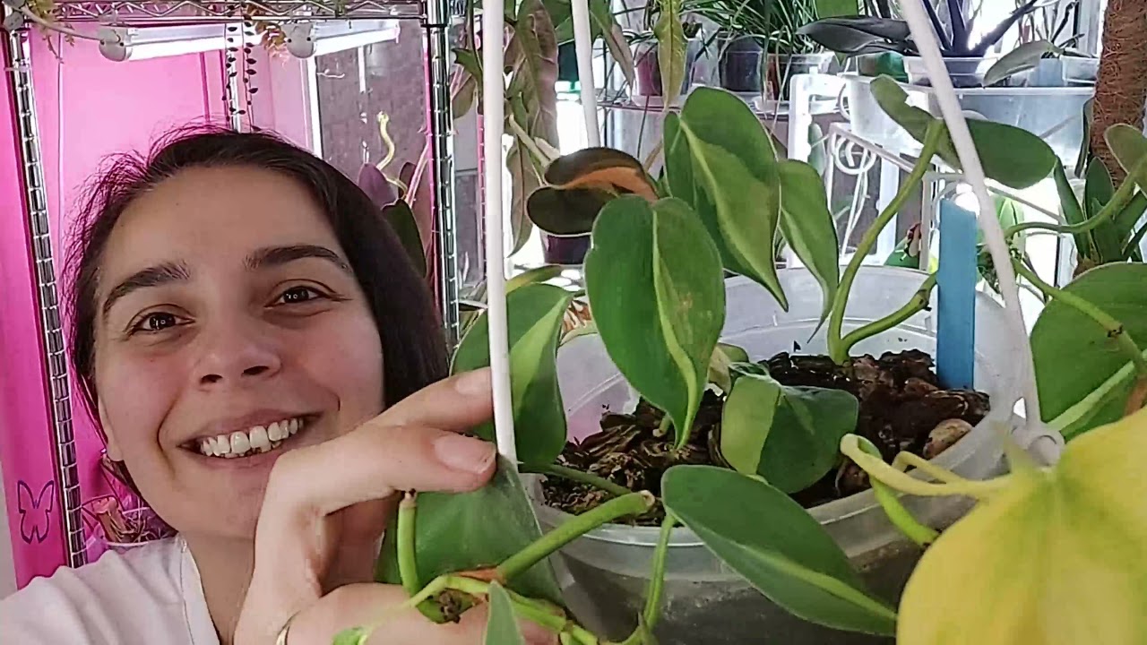 Philodendron scandens Brazil (Филодендрон сканденс Бразил)