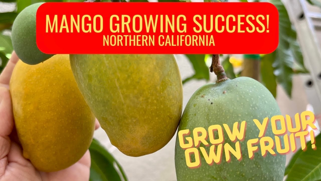 Mango Growing Success in Northern California | Harvest | Taste Test
