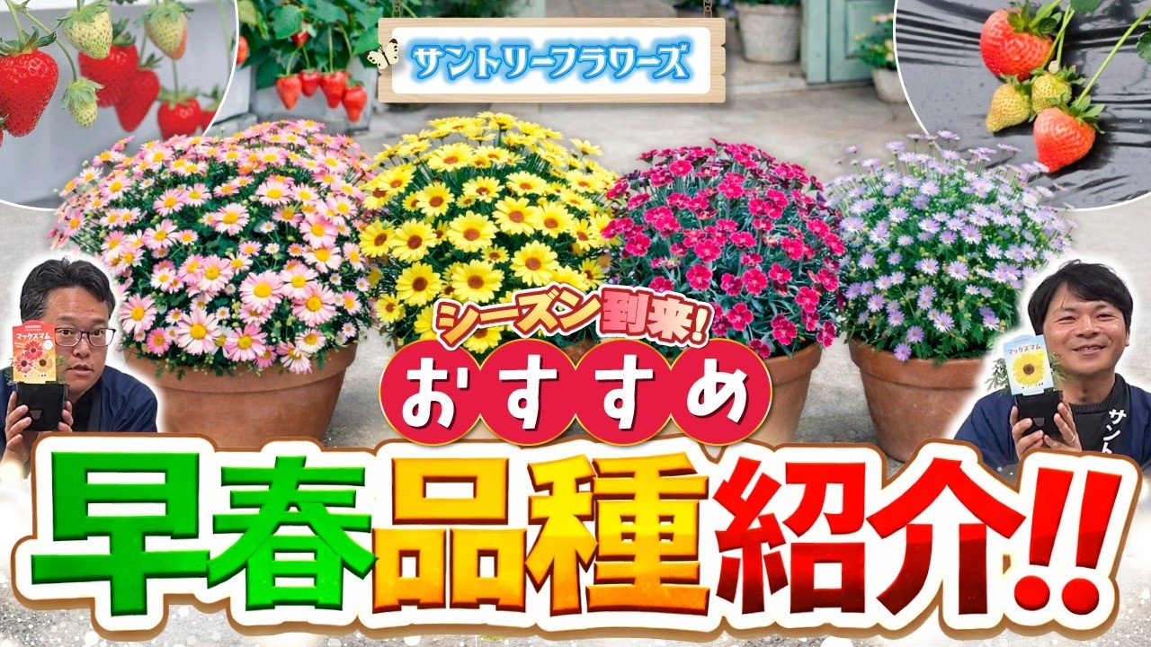 【サントリーフラワーズ】早春のおすすめ品種ご紹介！