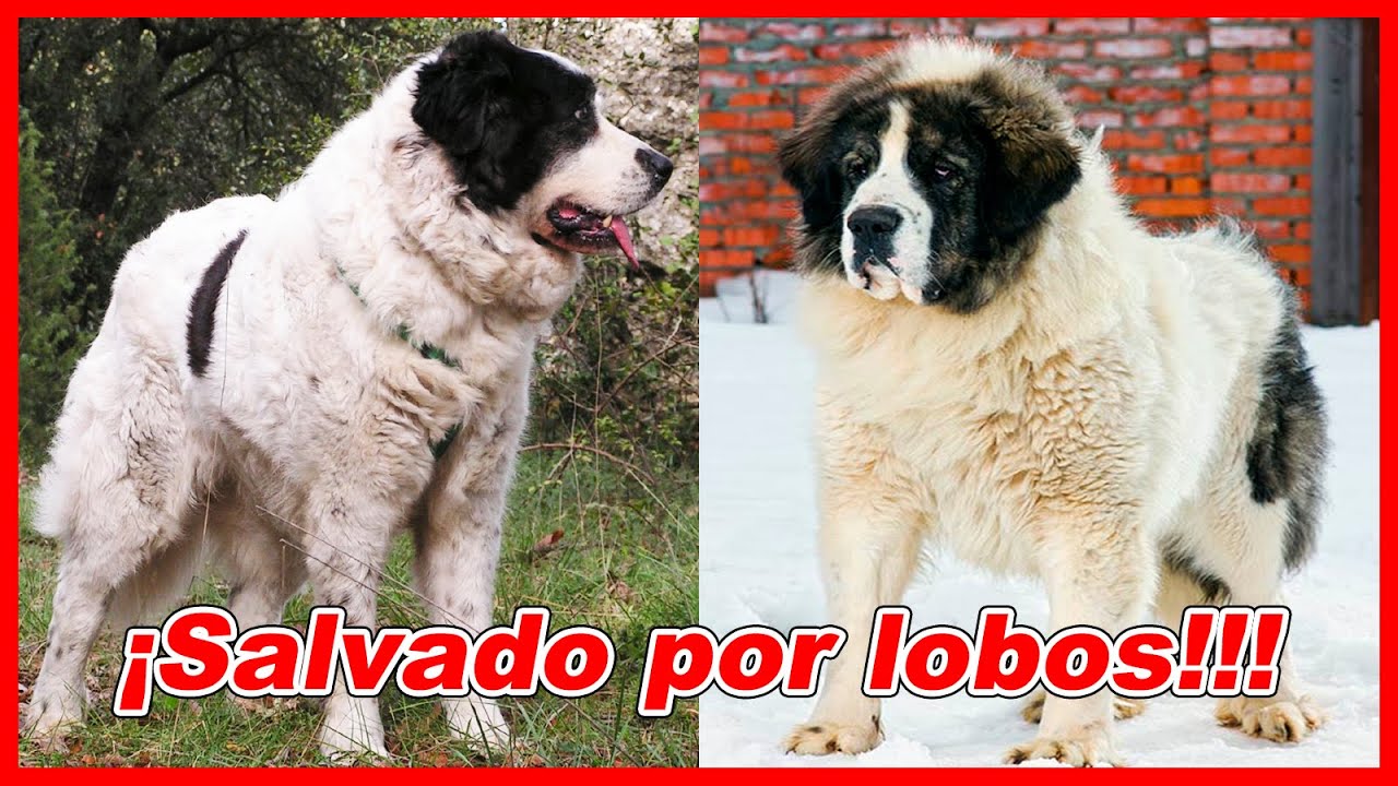 Mastín DEL PIRINEO – CARACTERÍSTICAS y curiosidades 🐕