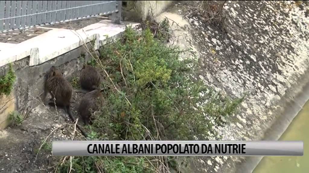 Fano: Canale Albani popolato dalle Nutrie
