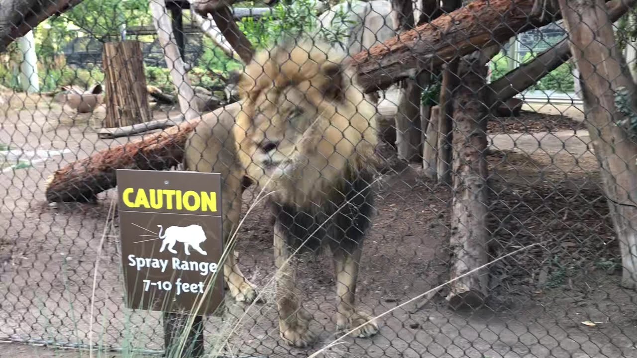 🦁🦁African Lion Siblings Miss Ellen and Ernest ~ San Diego Zoo ~ 5/29/2021