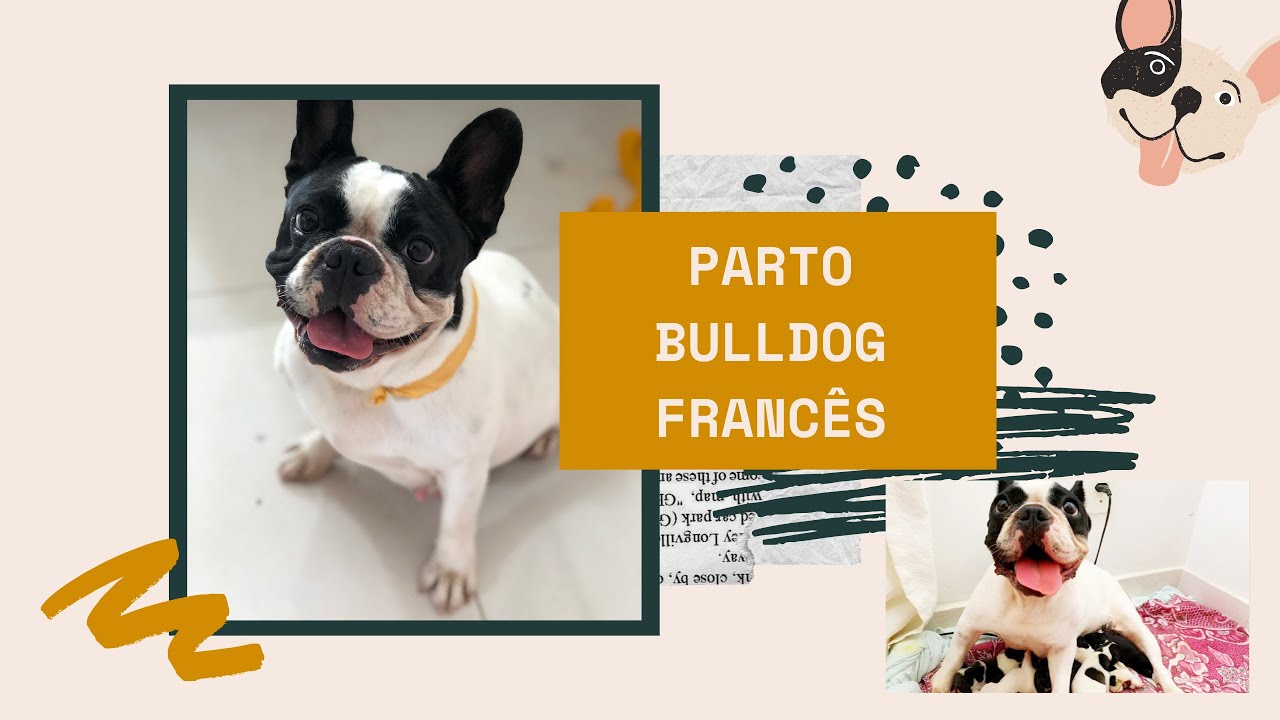 BULLDOG FRANCÊS GESTAÇÃO | PARTO | FILHOTES  | BULDOGUE GESTATION