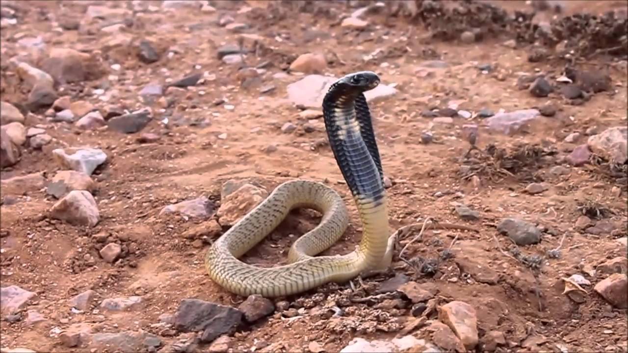 Egyptian cobra (Naja haje), Morocco