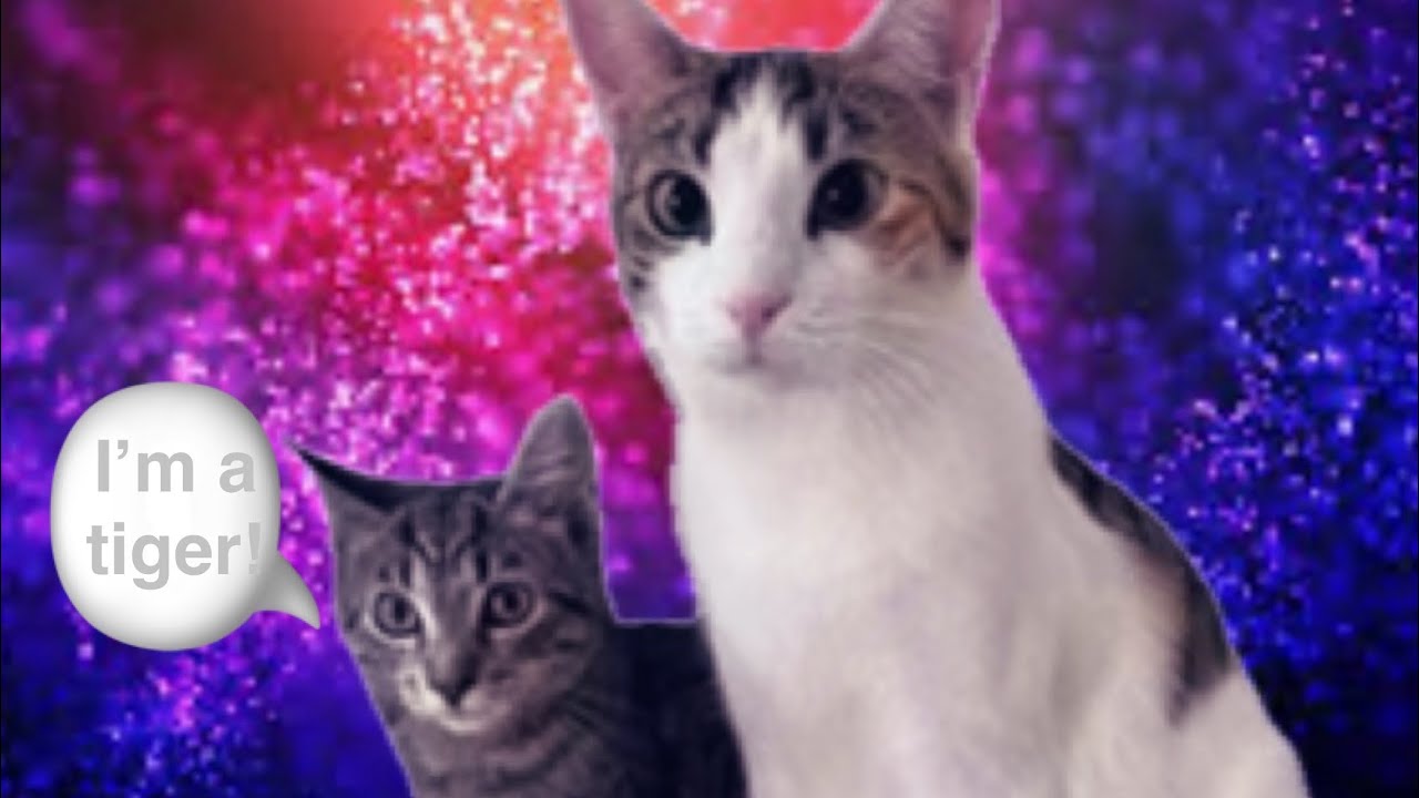 Cats in slo mo