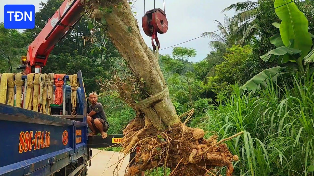 Kỹ thuật trồng cây duối khủng không bầu đất #tamdaonui