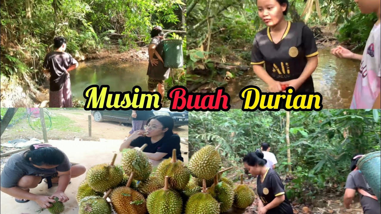 Musim Durian//ank2 cuti sekolah dapat makan durian