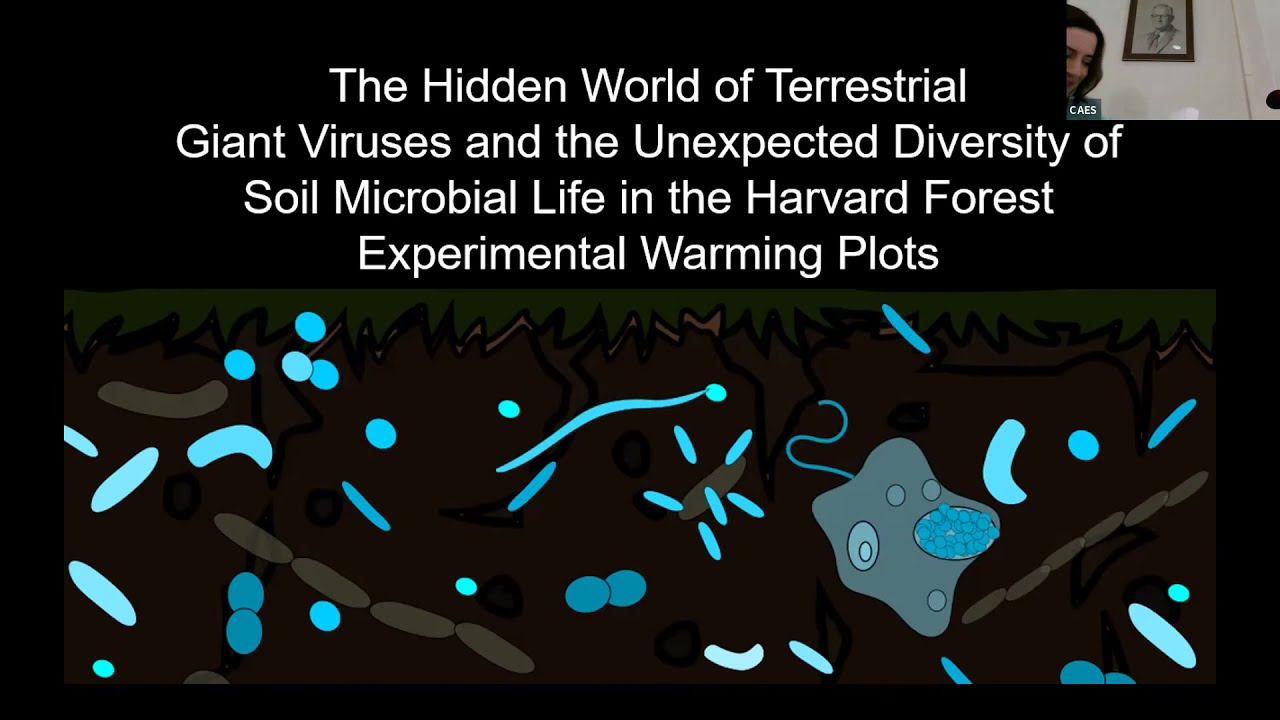 The Hidden World of Terrestrial Giant Viruses