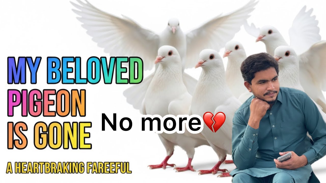 Baby pigeon is ni more💔🥺😢 Hand tame story Finsh😭 dreem broken💔#pigeon #pigeonlover #pigeonpigeon 