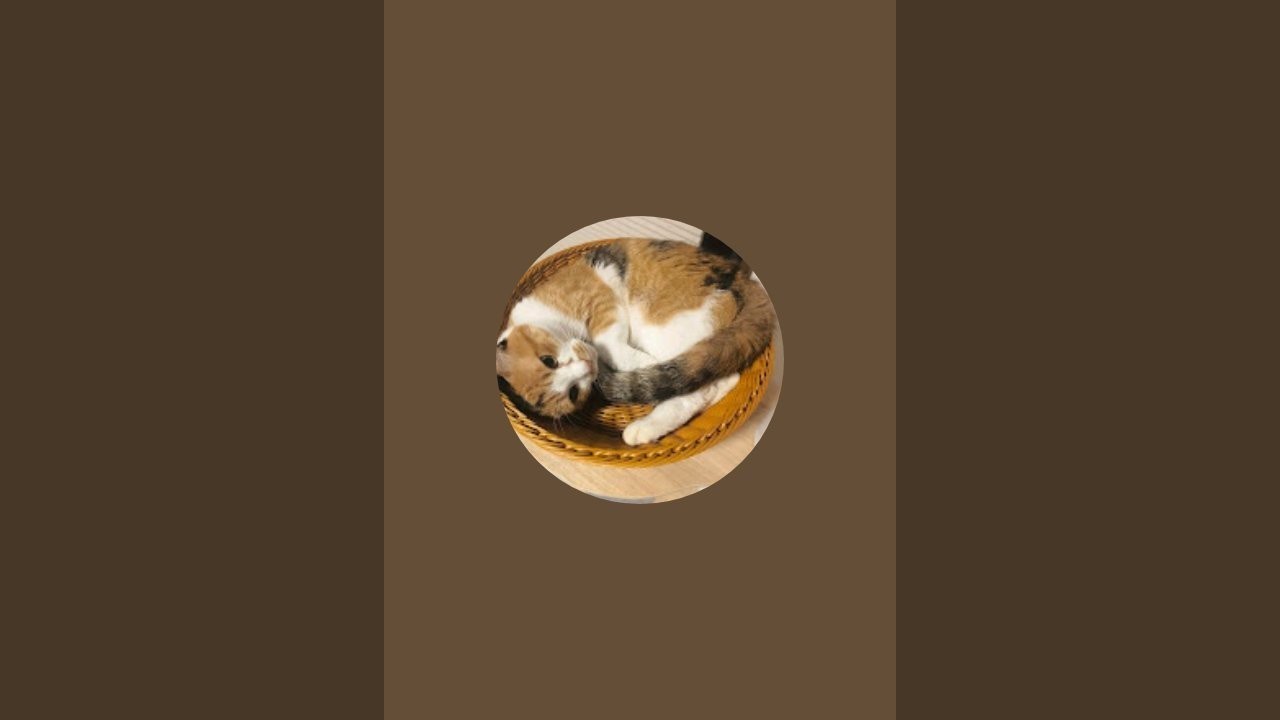 保護猫のみったん🐱と時々おじ稀にくりやん🐱 がライブ配信中！