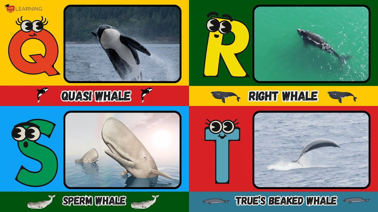 ABC Whale Song! 🐋 | Learn A to Z Whales for kids | #abcd #kids