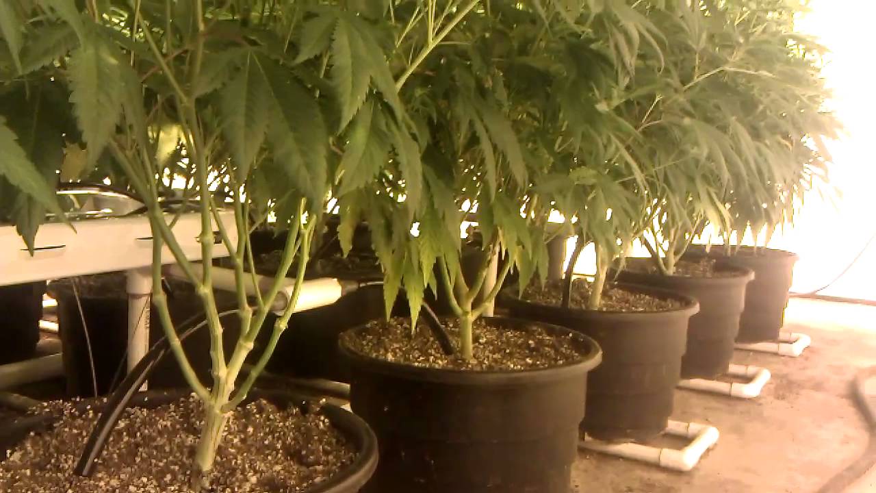 Reeferman's G-13 Haze Day 16 of Flower